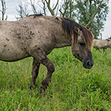 Konik horses